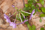 Creeping phlox